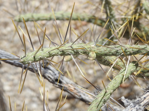 Branched Pencil Cholla
