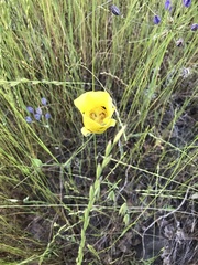 Calochortus luteus