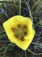 Calochortus luteus