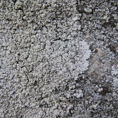 Lepraria normandinoides