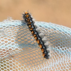 Malacosoma constricta