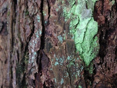 Chaenotheca stemonea