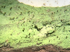 Chaenotheca stemonea