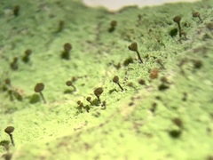 Chaenotheca stemonea