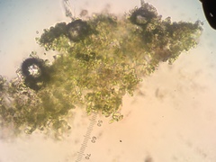 Chaenotheca stemonea