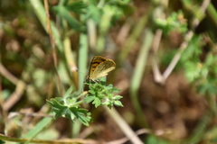 Lycaena salustius