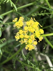 Cymopterus petraeus
