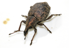 Tropiphorus elevatus