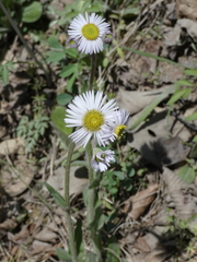 Erigeron pulchellus pulchellus