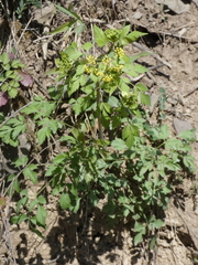 Thaspium barbinode