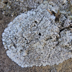 Lepraria normandinoides