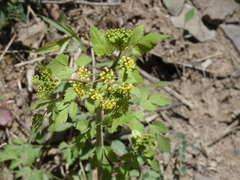 Thaspium barbinode