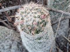 Escobaria chihuahuensis