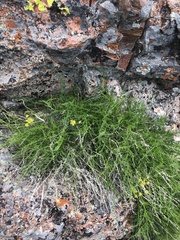Cymopterus petraeus