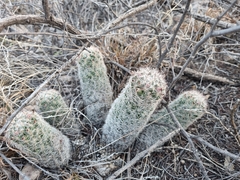 Escobaria chihuahuensis