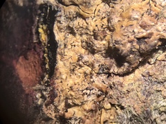 Chaenothecopsis dolichocephala