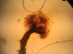 Chaenothecopsis dolichocephala
