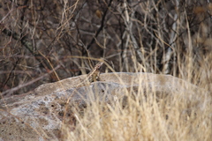 Sceloporus spinosus