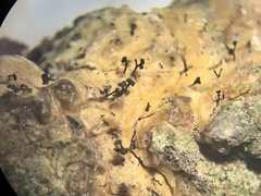 Chaenothecopsis dolichocephala