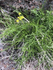 Cymopterus petraeus