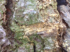 Chaenothecopsis dolichocephala