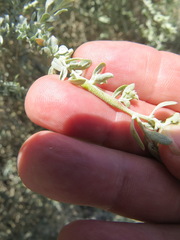 Neolasioptera willistoni