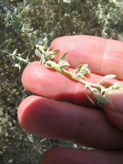 Neolasioptera willistoni