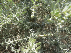 Neolasioptera willistoni