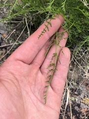 Cymopterus petraeus