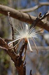 Pseudobombax palmeri