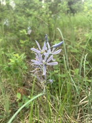 Camassia quamash quamash
