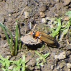 Zarhipis integripennis