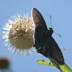 Elbella scylla