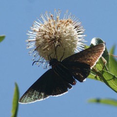 Elbella scylla