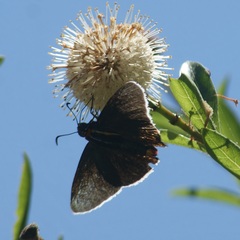 Elbella scylla
