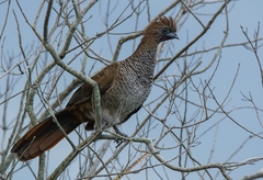 Ortalis squamata