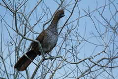 Ortalis squamata