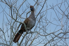 Ortalis squamata