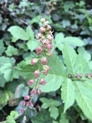 Tellima