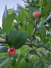 Crataegus aestivalis