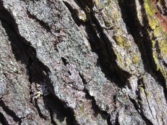 Calicium lenticulare