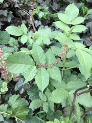Tellima