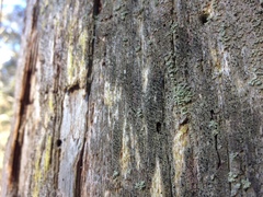 Calicium lenticulare