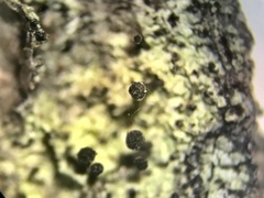 Calicium lenticulare