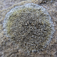 Physcia thomsoniana