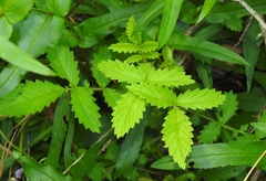 Agrimonia microcarpa