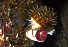 Trichotropis cancellata