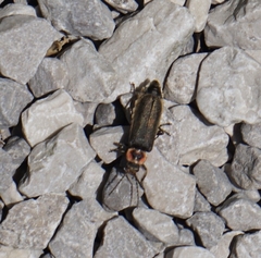 Atalantycha dentigera