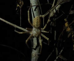 Curicaberis culiacan