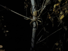 Curicaberis culiacan